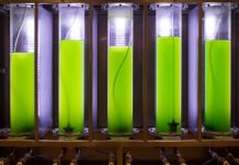 Orlen bada biopaliwo z alg