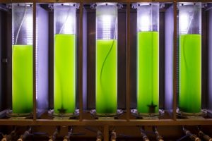 Orlen bada biopaliwo z alg