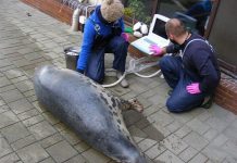 Cztery helskie foki spodziewają się potomstwa