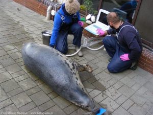 Cztery helskie foki spodziewają się potomstwa