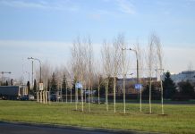 Tysiąc drzew – prezent na 700-lecie Lublina