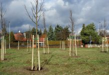 Nowe nasadzenia w Gliwicach