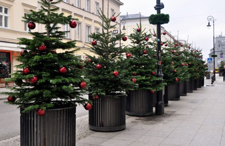 W Warszawie stanęły świąteczne drzewka
