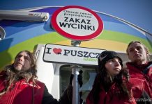 Greenpeace: czy Puszcza Białowieska zostanie zamieniona w zwykłą plantację drzew?