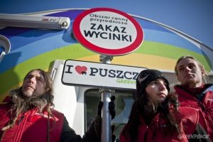 Greenpeace: czy Puszcza Białowieska zostanie zamieniona w zwykłą plantację drzew?