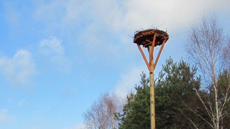 Nowe gniazda dla mazowieckich bocianów