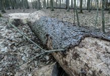 Ekolodzy zbierają podpisy pod petycją do premier Szydło w sprawie Puszczy Białowieskiej