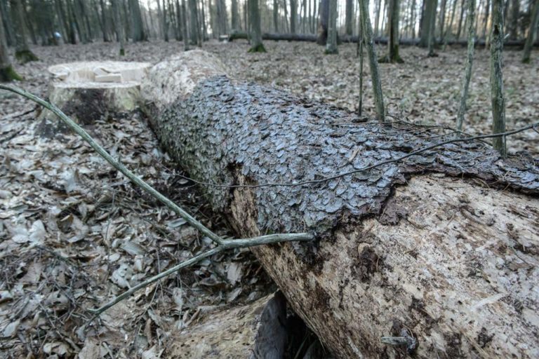 Ekolodzy zbierają podpisy pod petycją do premier Szydło w sprawie Puszczy Białowieskiej