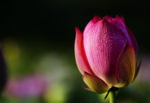 W Ogrodzie Botanicznym w Kielcach ma powstać ośrodek badawczy rolnictwa