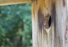 Ornitolog: budki lęgowe pomagają ptakom Budka dla ptaków