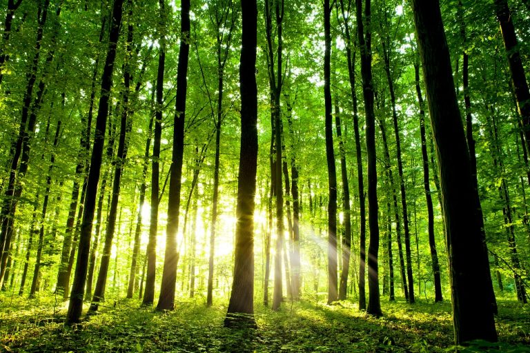 Młode lasy pochłaniają więcej dwutlenku węgla