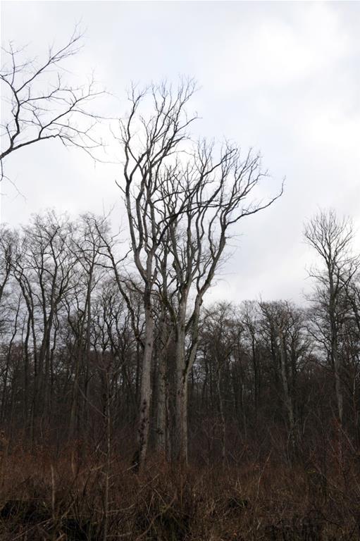 W Zachodniopomorskiem ochronią 160-letnie wiązy