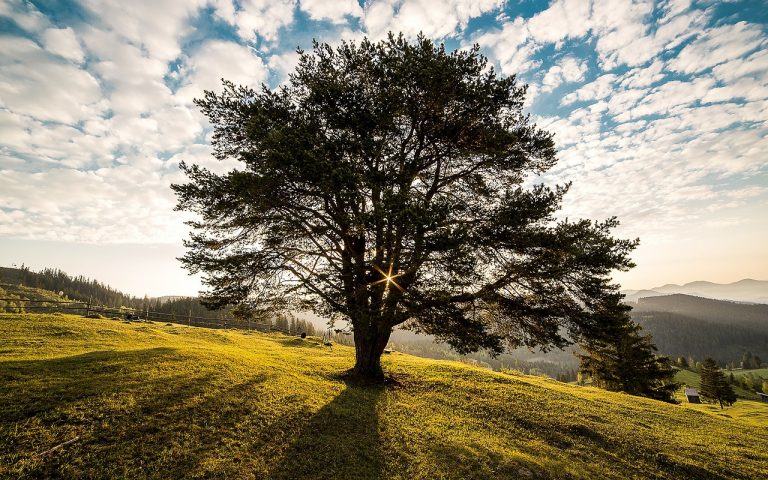 Wybrano finałową szesnastkę w konkursie Drzewo Roku 2016
