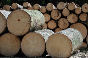 Ujawniono nielegalną wycinkę drzew w Poznaniu