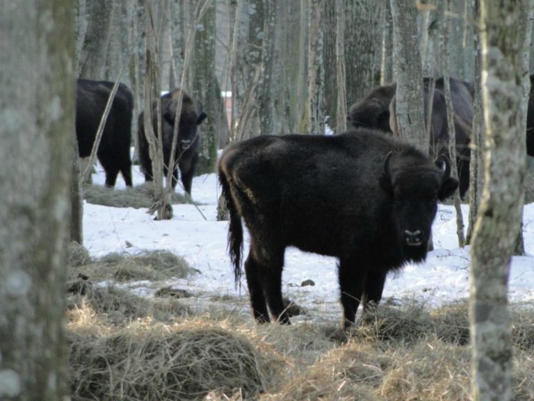 Leśnicy planują utworzenie stada żubrów w Puszczy Augustowskiej