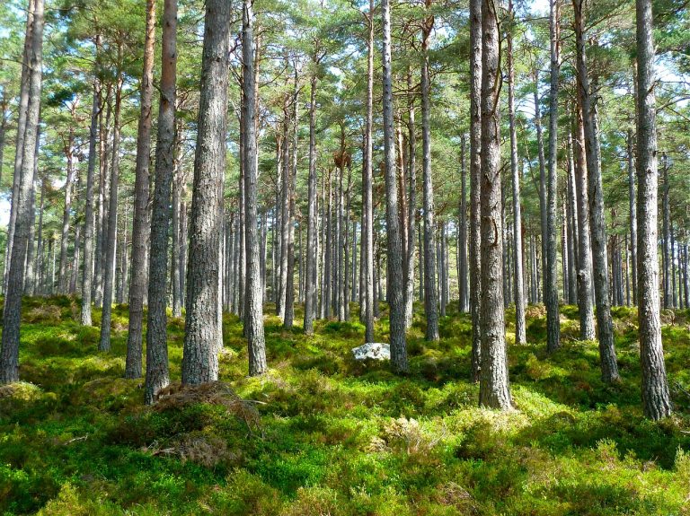 Państwo będzie miało prawo pierwokupu prywatnych lasów i będzie mogło ingerować w ich cenę