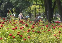Gorzów pięknieje na wiosnę