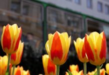 Poznań zakwitnie setkami tysięcy wiosennych kwiatów