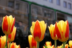 Poznań zakwitnie setkami tysięcy wiosennych kwiatów