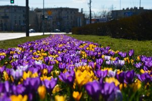 120 tys. nowych kwiatów w Warszawie