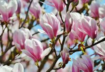 Wielkie Święto Magnolii w Szczecinie