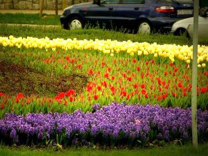 Chcieli ukraść 300 tulipanów w Szczecinie. Zatrzymała ich policja