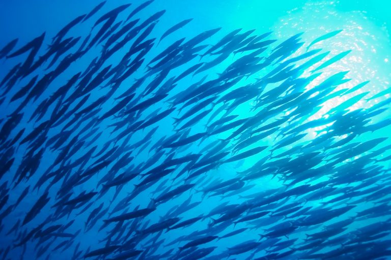 Naukowcy ostrzegają: zmiany klimatu są groźne dla ryb