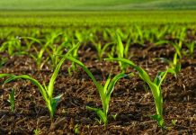 Rows of sunlit young corn plants on a moist field