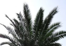 Na Rynku w Katowicach pojawi艂y si臋 palmy