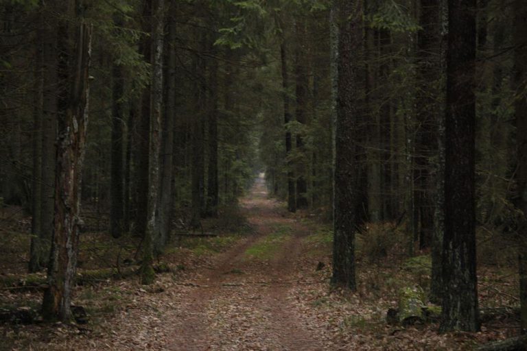 Ekolodzy krytyczni do planu MŚ ws. zarządzania Puszczą Białowieską