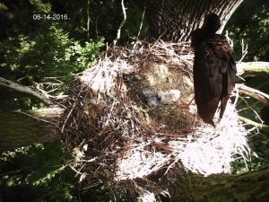 Pionierski projekt łódzkich leśników - zobacz bociany czarne na żywo!