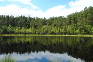 Kontrowersyjny projekt nowelizacji ustawy o ochronie przyrody