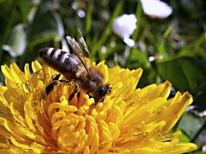 Słowenia chce ustanowienia Światowego Dnia Pszczoły