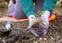 GDOŚ propaguje dobre praktyki w ogrodnictwie Closeup image of woman's hands in gardening gloves planting tomato