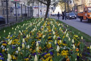 NIK pozytywnie ocenia zarządzanie zielenią w Polsce. Są jednak zastrzeżenia
