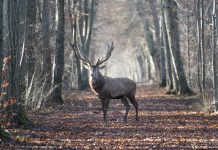 Dziś premiera filmu przyrodniczego “Królestwo”. Zdjęcia kręcono m.in. w Puszczy Białowiejskiej
