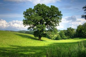 Światowy Dzień Drzewa już 10 października