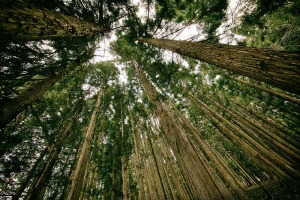Większa różnorodność drzew w lasach to zyski dla gospodarki