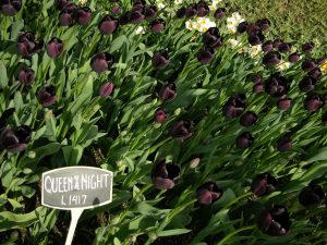Gdańskie dzielnice dostaną 8 tys. tulipanów