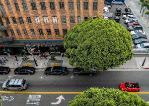 Drzewa poprawiają atmosferę w miastach