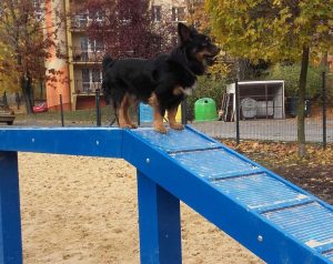 W Katowicach powstał psi plac zabaw