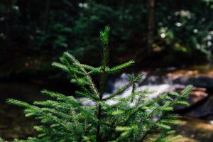 Drugie życie choinek. W Warszawie świąteczne drzewka wrócą do lasów
