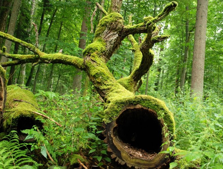 Martwe drewno to ważny składnik lasu - ocenia ekspert