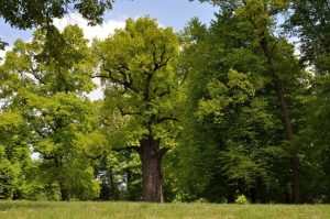 Polski dąb Europejskim Drzewem Roku