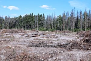 W Łebie wycięto 4 ha chronionego lasu. Sprawa trafiła do prokuratury