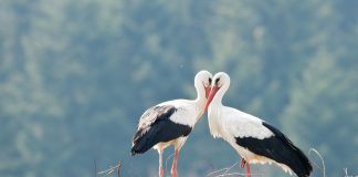 two stork on nest closeup