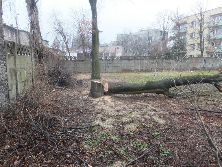 W Katowicach doszło do nielegalnej wycinki drzew