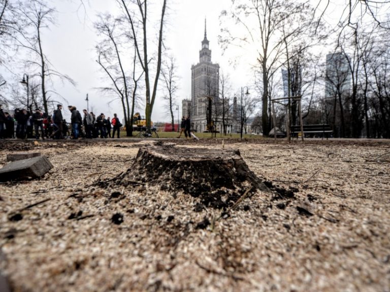 Władze Warszawy apelują o zmianę przepisów dotyczących wycinki