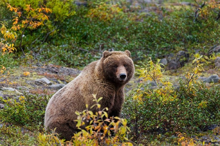 Niedźwiedzie grizzly z Yellowstone nie są już pod ochroną. Będzie protest ekologów?