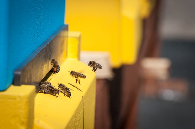 Na dachu urzędu marszałkowskiego w Toruniu zadomowiły się... pszczoły